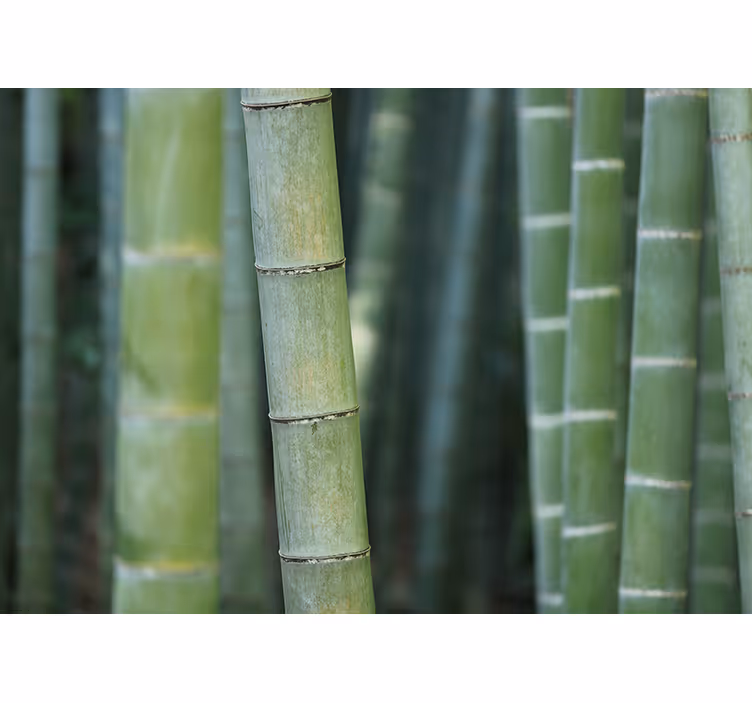 Skov bambusrør natur fototapet - TenStickers