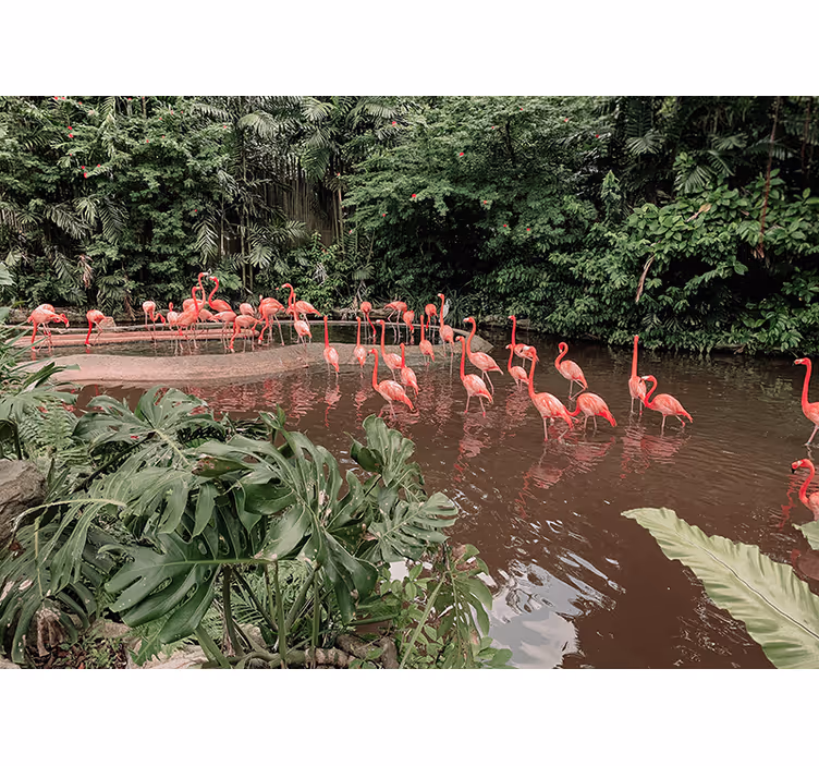Flamingoer ved vandet fototapet dyr - TenStickers