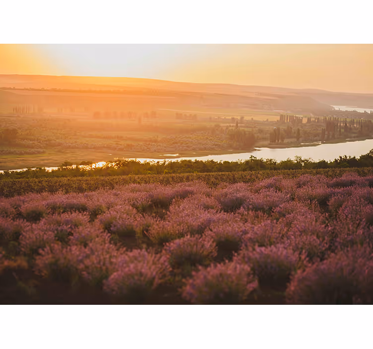 Lavendel solnedgang landskab fototapet blomster - TenStickers