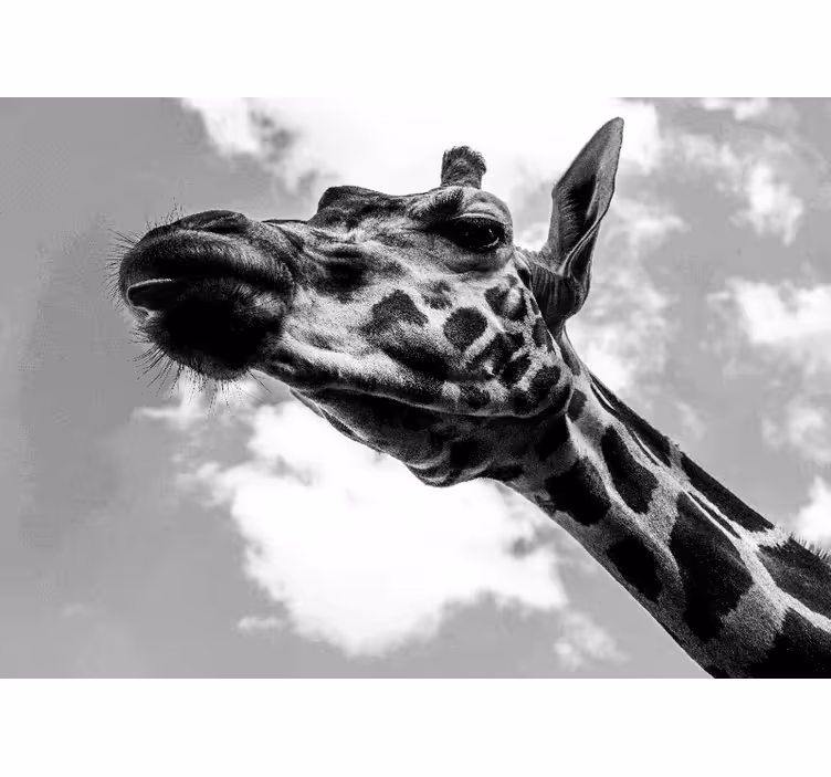 Girafportræt fototapet dyr - TenStickers