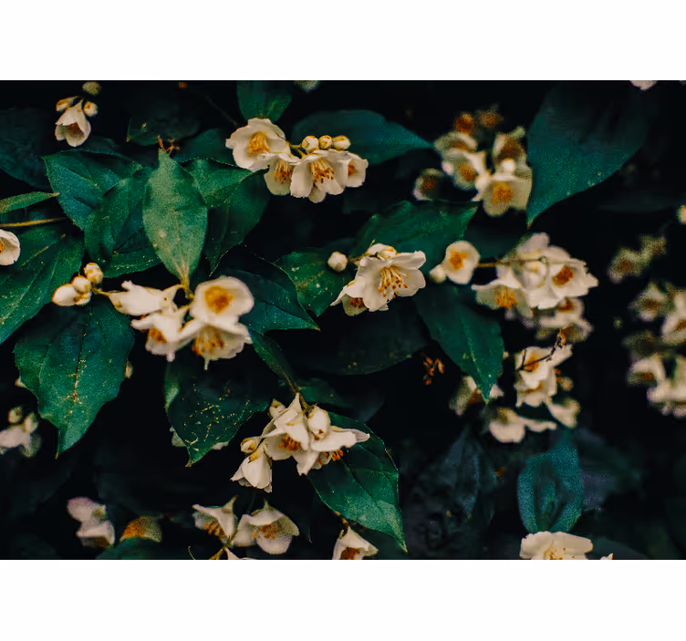 Fototapet blomster delikate hvide blomster - TenStickers