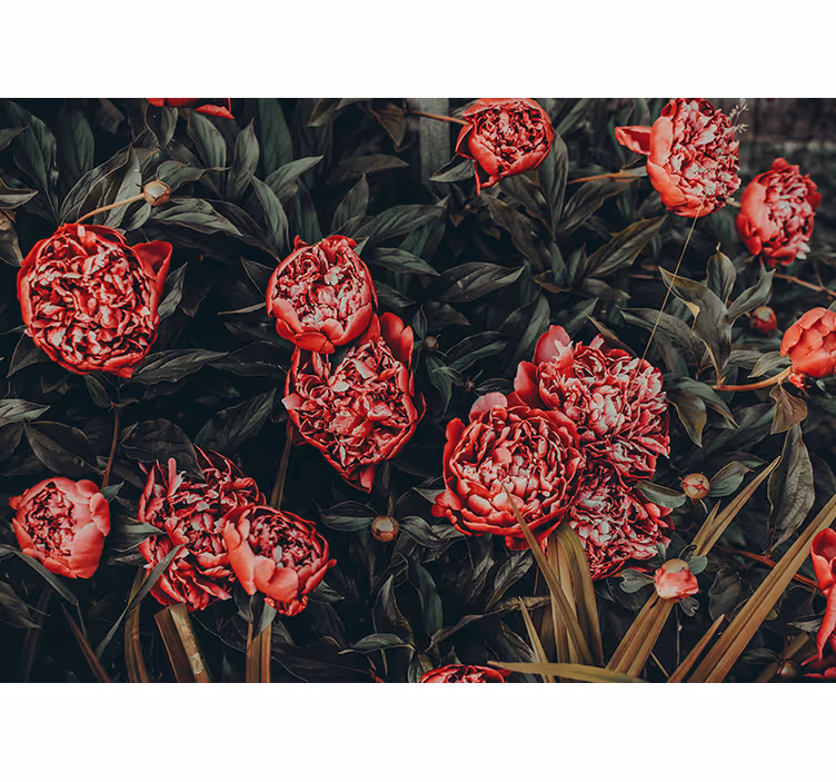 Pæon blomsterarrangement fototapet blomster - TenStickers