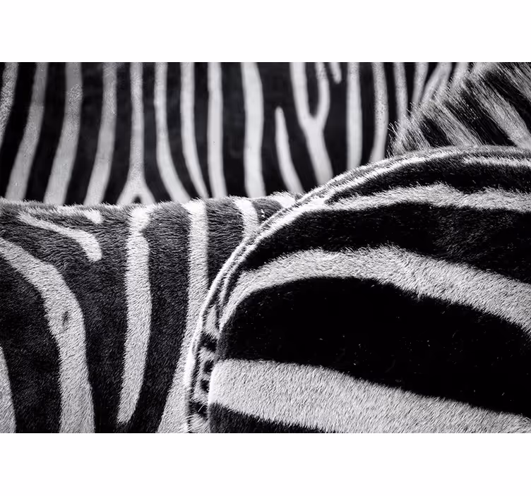 Realistiske zebrastriber fototapet dyr - TenStickers