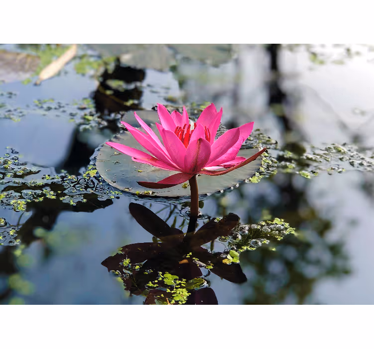 Elegant lyserød lotus valmue fototapet - TenStickers