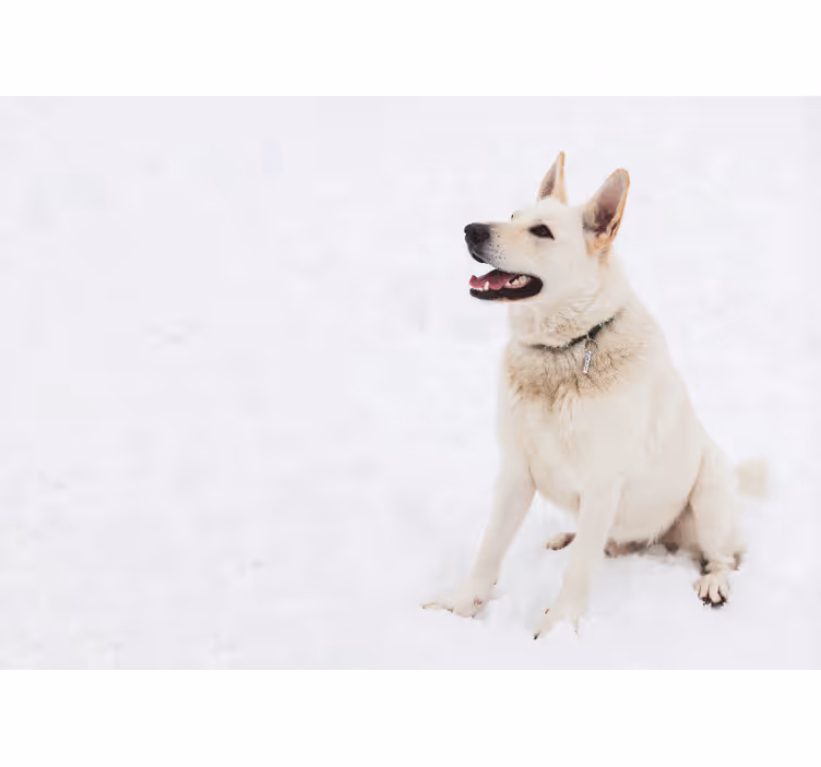 Husky i sneen fototapet - TenStickers