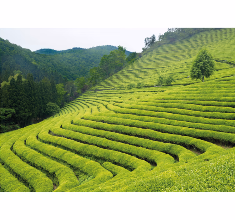 Natur fototapet teplantage landskab - TenStickers