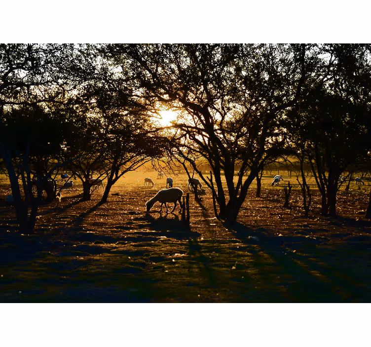 Natur fototapet gyldne solnedgang græsning - TenStickers