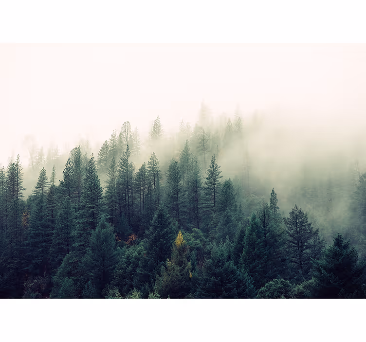 Natur fototapet mystiske skovomgivelser - TenStickers