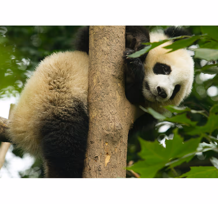 Panda hængende fra et træ fototapet - TenStickers