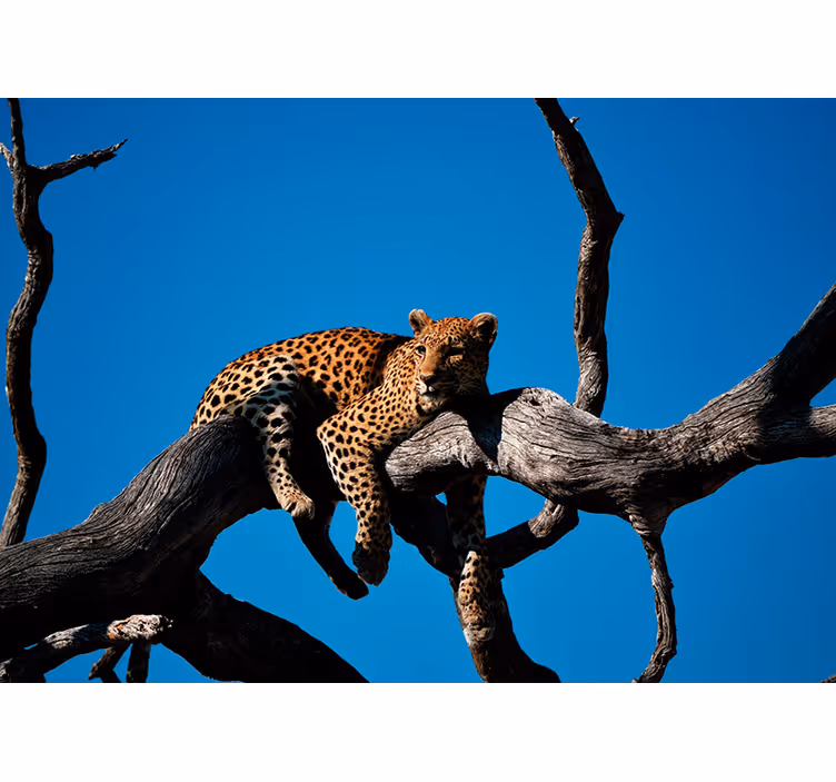Leopard lægge på træ fototapet - TenStickers