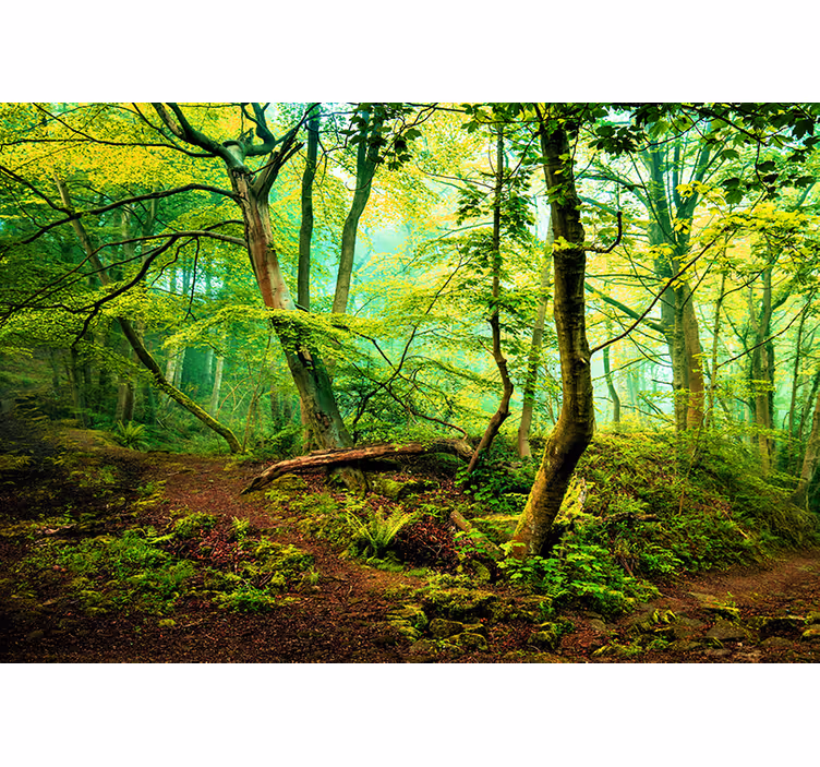 Grøn lys skov fototapet - TenStickers