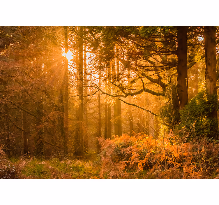 Oplyst skovlandskab natur fototapet - TenStickers