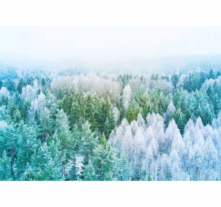 Udsigt over skoven natur fototapet - TenStickers