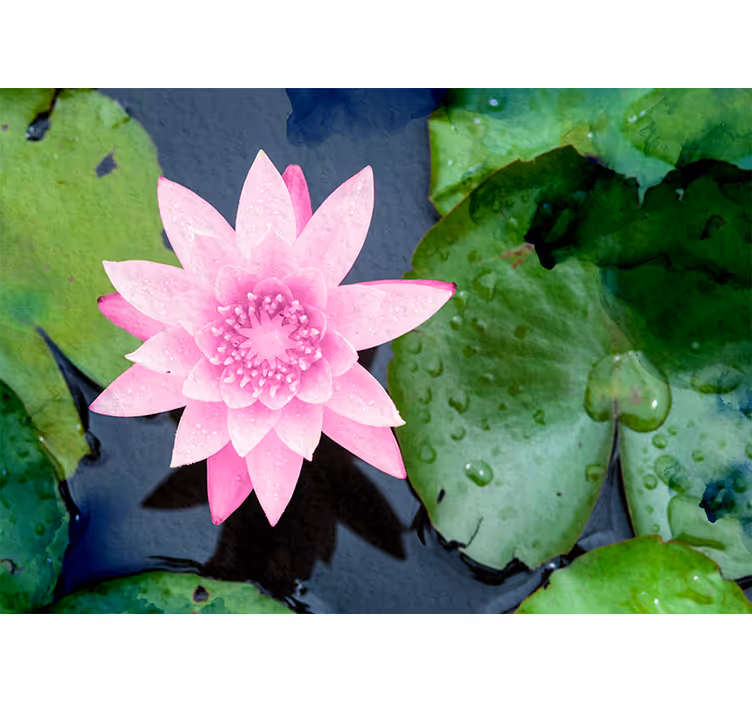 Lyserød lotusblomst fototapet blomster - TenStickers