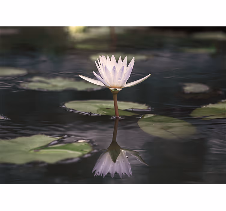 Lotusblomst refleksion fototapet blomster - TenStickers
