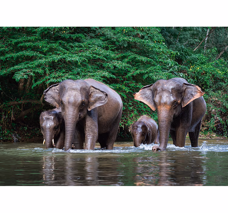 Jungle med elefanter fototapet - TenStickers