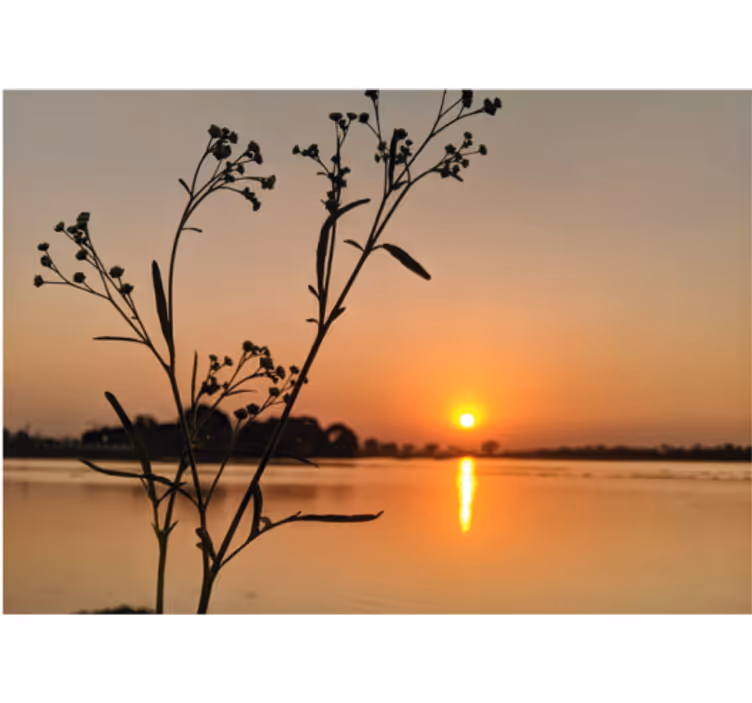 Solnedgangssilhuet blomster natur fototapet - TenStickers