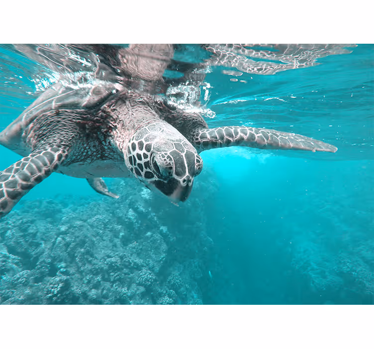 Fototapet dyr rolig skildpadde møde - TenStickers