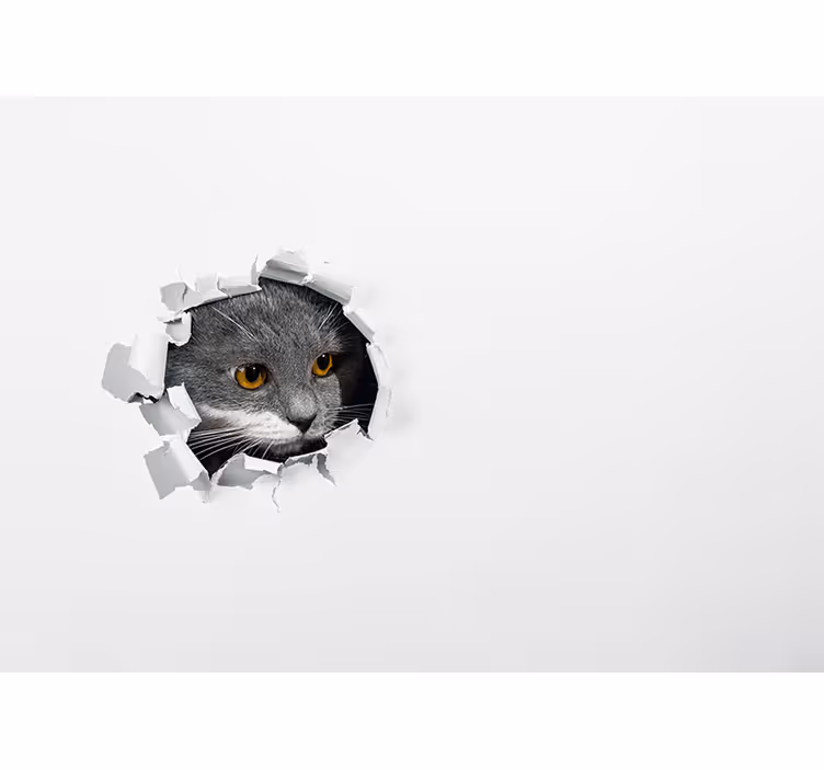 Sød kat foto fototapet - TenStickers