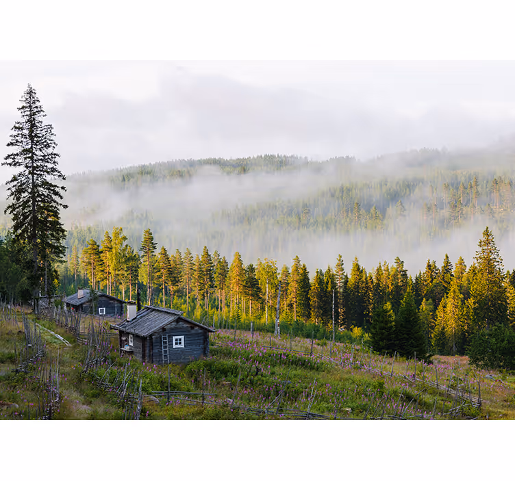 Tågedækket skov landskab fototapet - TenStickers