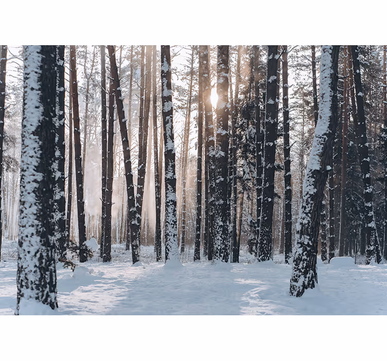 Vinterlige fyrreskove fototapet skov - TenStickers