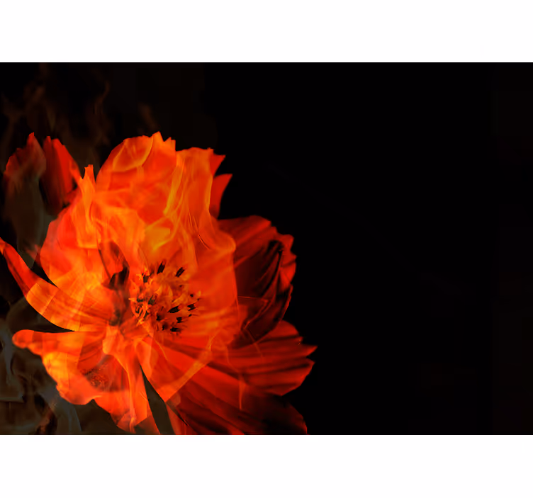 Brændende blomsterudbrud solsikke fototapet - TenStickers