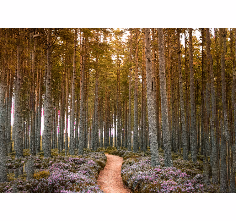 Skovsti eventyr natur fototapet - TenStickers