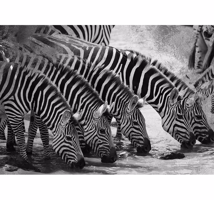 Zebraer drikker vand fototapet dyr - TenStickers