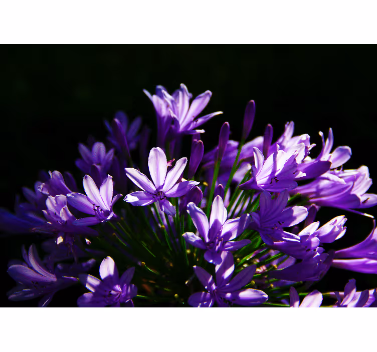 Lilla blomsterskønhed fototapet blomster - TenStickers
