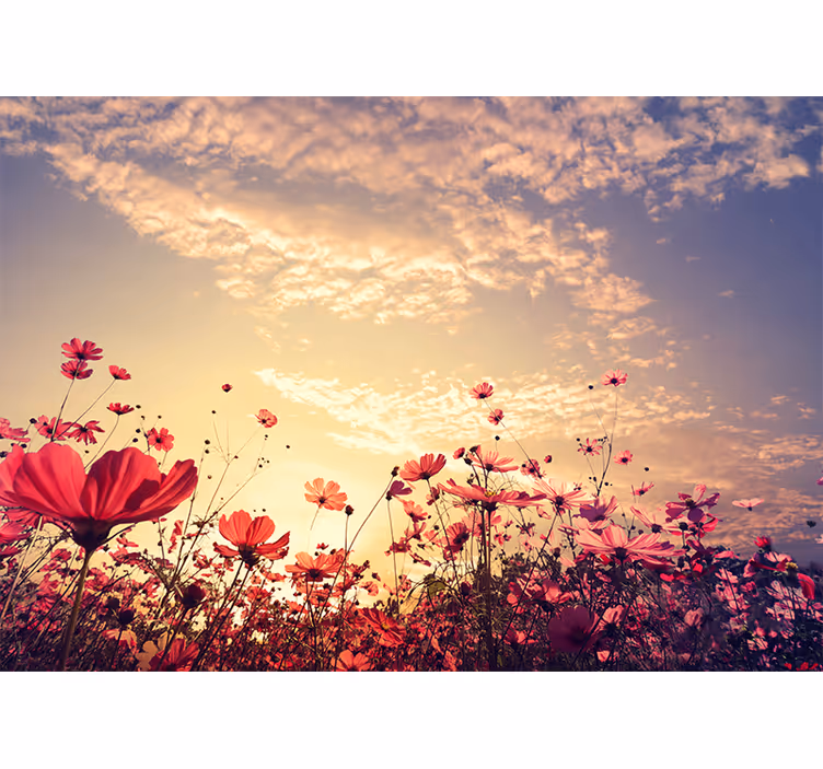 Fototapet blomster kosmosblomster mark - TenStickers