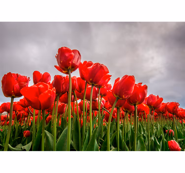Rød tulipanmark valmue fototapet - TenStickers