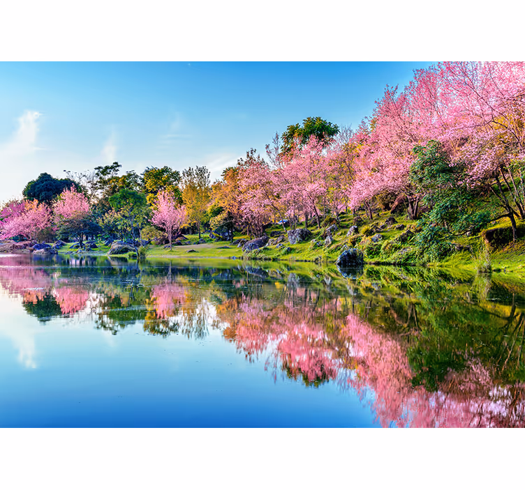 Kirsebærblomst refleksioner fototapet blomster - TenStickers