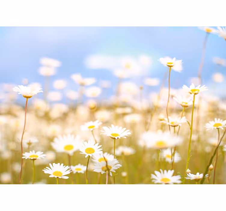 Tusindfryd i blomst fototapet blomster - TenStickers