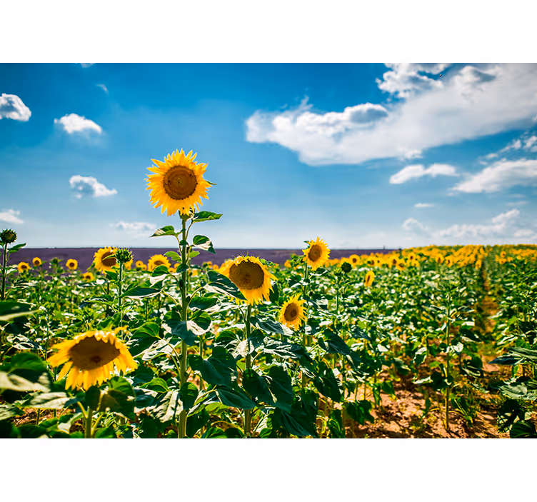 Lyksalighed i solsikkemarken fototapet blomster - TenStickers