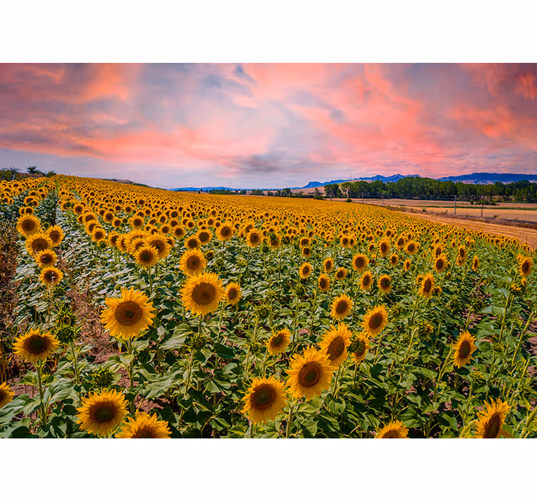 Fototapet blomster solsikkemark udsigt - TenStickers