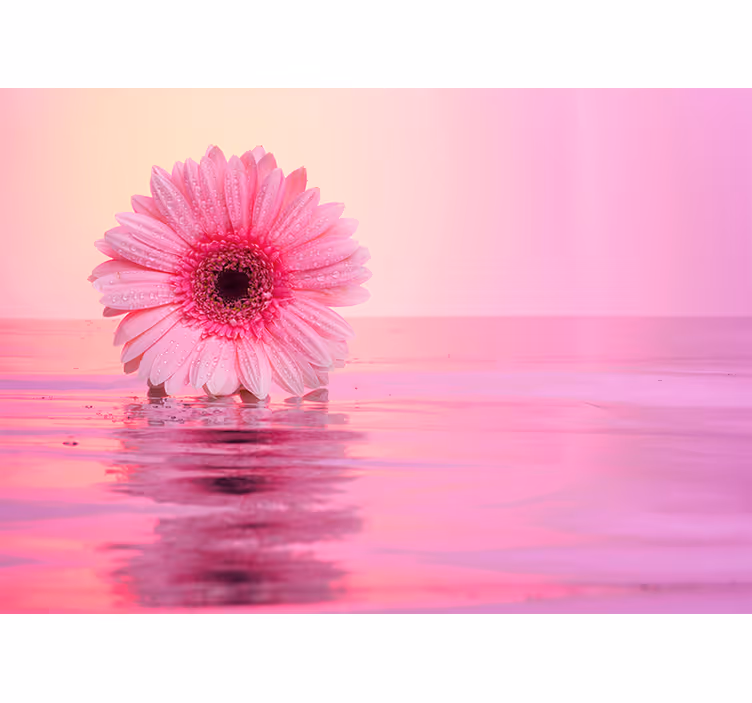 Lyserød blomst refleksion valmue fototapet - TenStickers
