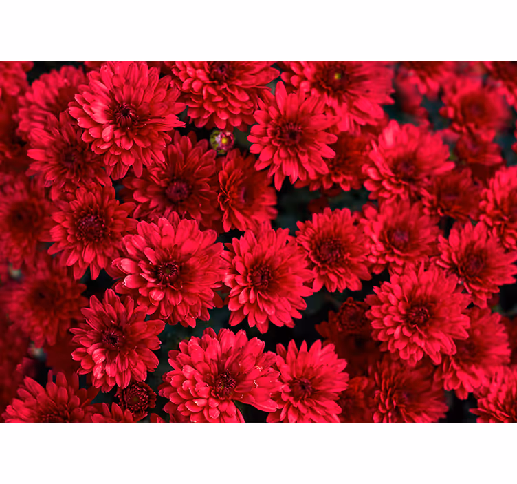 Røde aster blomster fototapet - TenStickers