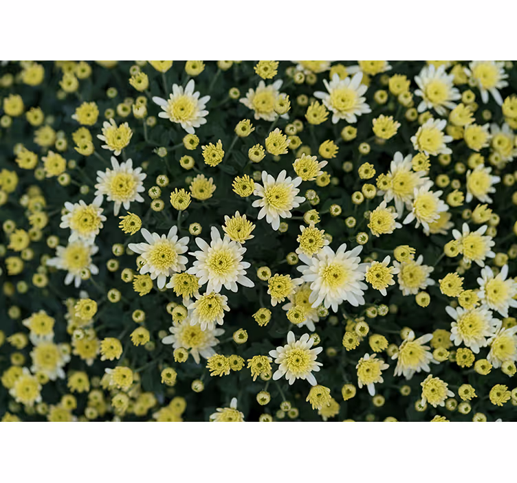 Fototapet blomster blomstrende gule blomster - TenStickers