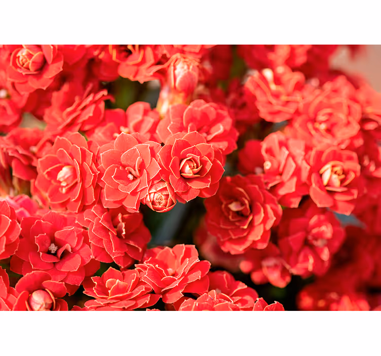 Rød blomst fototapet blomster - TenStickers