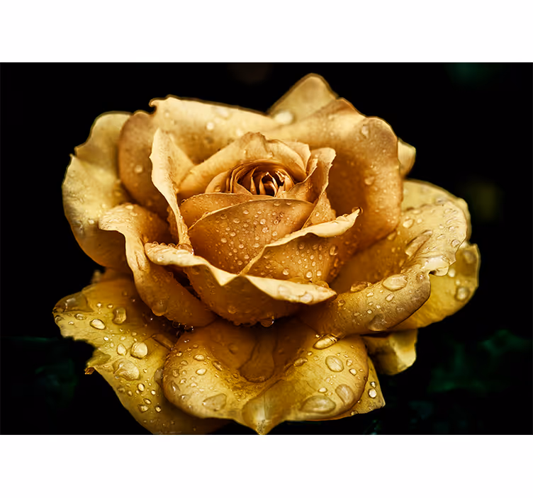 Tæt på gylden rose fototapet - TenStickers