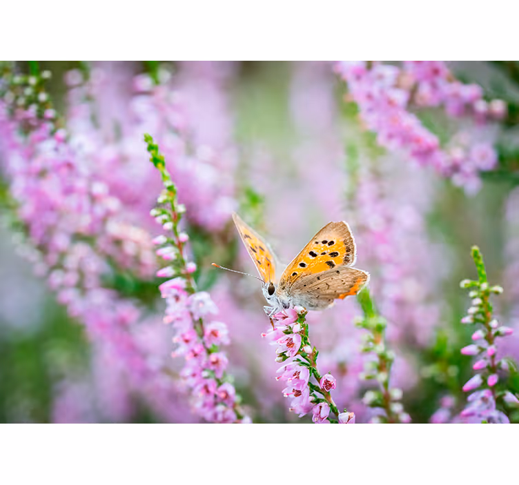 Fototapet blomster sommerfugl på blomst - TenStickers