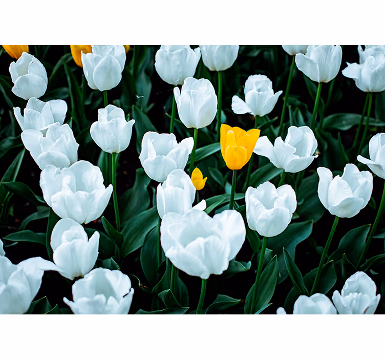 Hvide tulipaner blomstrer fototapet blomster - TenStickers