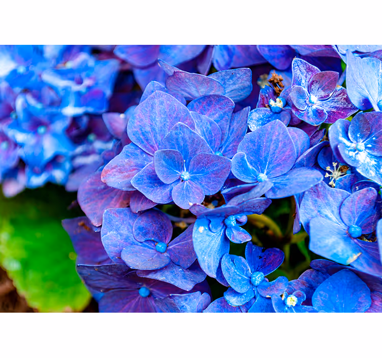 Hortensia blomster fototapet - TenStickers