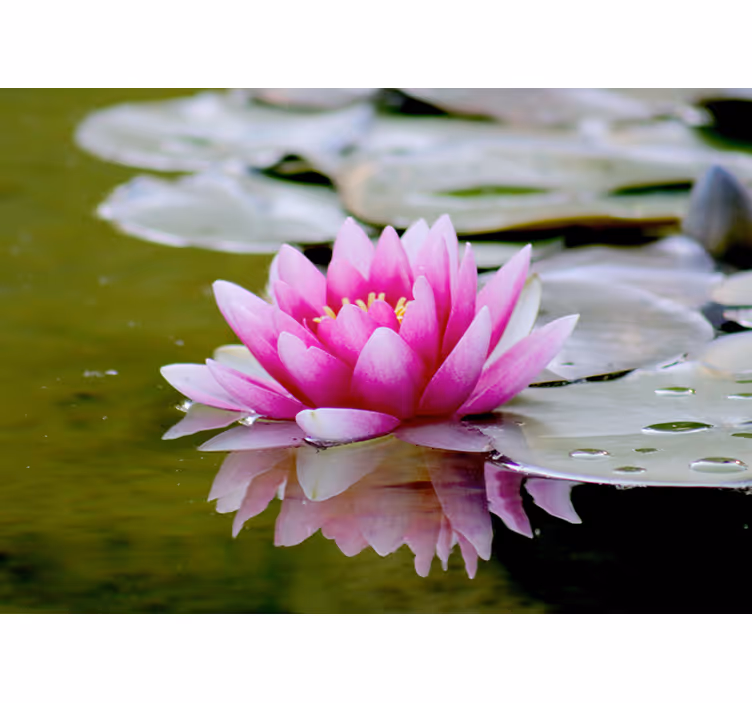 Yndefuld pink lotus fototapet blomster - TenStickers