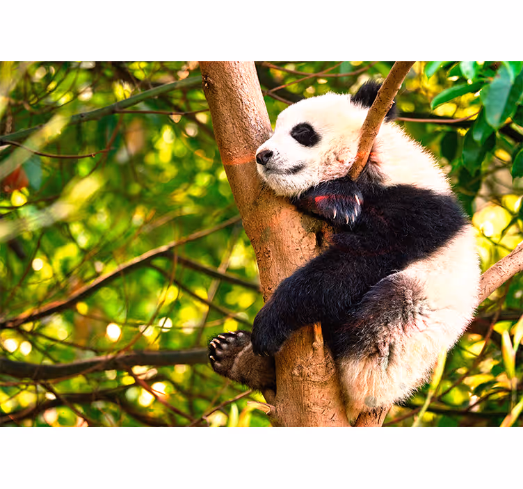 Afslappende pandaunge fototapet dyr - TenStickers