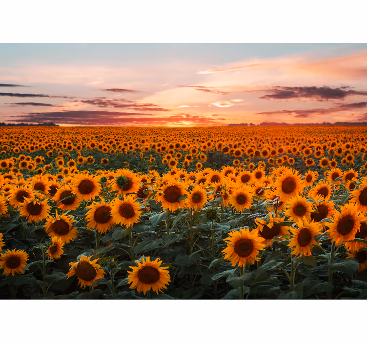 Solsikkeeng skumring fototapet blomster - TenStickers