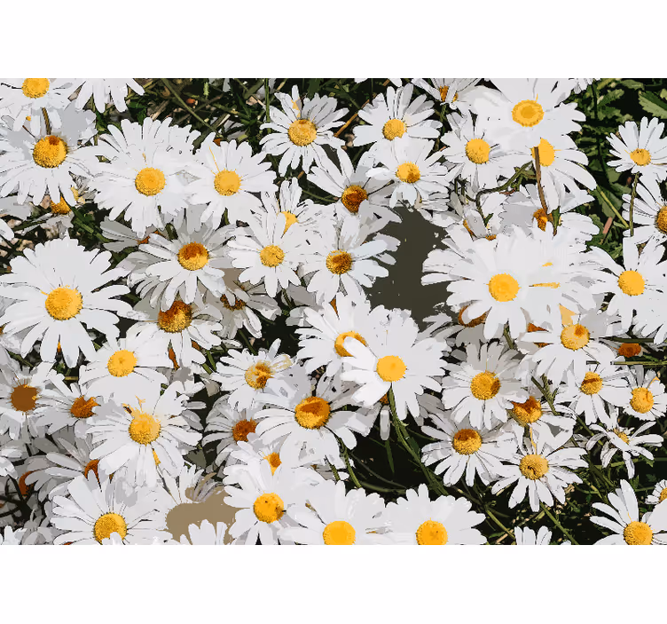 Daisy malet eng fototapet - TenStickers