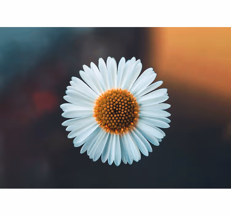 Fototapet blomster marguerit blomsterdesign - TenStickers