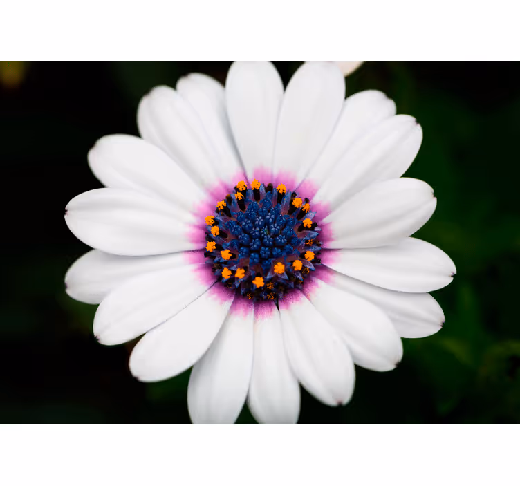 Fototapet blomster hvid blomsterblomst - TenStickers