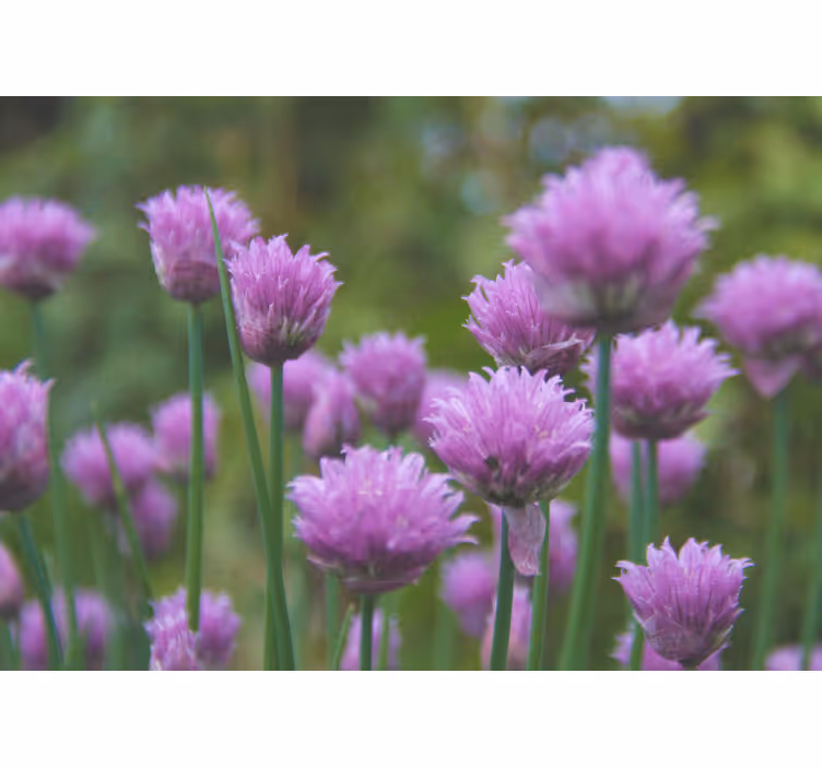 Fototapet blomster purløg blomstrende kluster - TenStickers